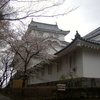 大多喜城の桜とチンダルレ（カラムラサキツツジ）がきれいだった！！
