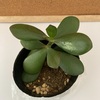 観葉植物・金のなる木をいただきました