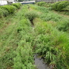 野川でハグロトンボ探索