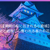 【満開の桜に包まれる小倉城】歴史と絶景に心奪われる春のお花見🌸