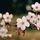 Film:桜の類／フィルムからの写真プリントのデジタル化を 普通のスキャナー一体プリンターで...