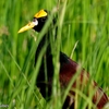 ベリーズ　散歩道の野鳥たち　ジャカナなど