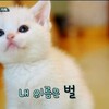 韓国「猫についての面白い話」②