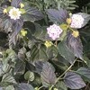 Lantana