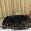 甲斐犬サン、隠れんぼするの巻〜((┗(^o^ )┓三ドコドコドコ┗(^o^)┛三┏( ^o^)┛))