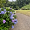 6月の相原中央公園／紫陽花