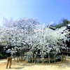 近所のお寺の桜が満開・・陛下も訪れた由緒あるお寺とは・・びっくり・・