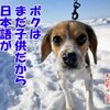 日本語はわからないけど英語はわかるのだ！