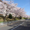 明舞団地の桜
