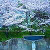 名も無き桜の風景２