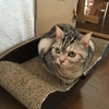 くるみさんが子猫に見える⁉