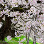 【Z 9 & NIKKOR Z 24-120 mm f/4 S・仙台市内】やっと来た、仙台の春。おおがわら桜まつり「一目千本桜」編。April 2024