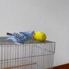 我が家のインコ　レア画像
