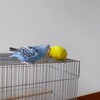 我が家のインコ　レア画像