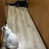 犬も猫も落ちている・・
