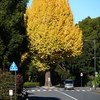  東京黄葉めぐり散歩③『神田神保町～一ツ橋～竹橋～北の丸公園』