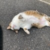 トレセンの猫事情