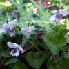 土岳　登山道の花