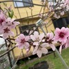 桃の花と除湿の日