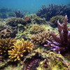 沖縄のサンゴ再生へ