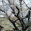 ［親父編］桜便り