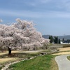 安曇野ちひろ美術館の桜情報2023【長野県北安曇郡松川村】