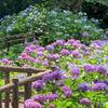 知る人ぞ知る都内の紫陽花の名所！多摩川台公園のあじさいがとっても綺麗♪【大田区】