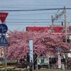 ♪三崎の河津桜と京急電車♪