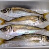 真アジ（平アジ）など
