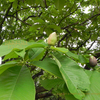 朴ノ木（ホオノキ）の一年　Magnolia obovata　thunb