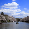 井の頭公園の桜2017（2017/4/13）