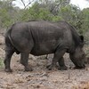 シロサイ(White Rhinoceros)