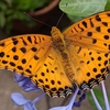 学生生活の記憶（591）：ツマグロヒョウモン（褄黒豹紋蝶）Indian fritillary