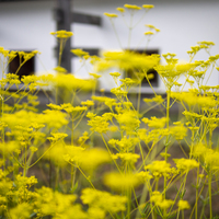 9月の誕生花 旅カメラ