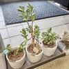 お客さまから株分けしてもらった「宇宙の木」がほったらかしで伸び放題！植え替えをしてかわいくなりました(^－^)