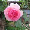また薔薇^^