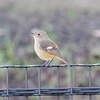 公園の野鳥達（１２月１８日）