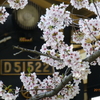 桜とＤ５１