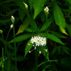 韮の花の紫外写真&赤外写真
