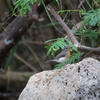 インドシナヒメアオヒタキ Indochinese Blue Flycatcher