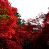 東郷公園の紅葉