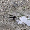 梅雨は明けたが