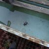 カブトムシ入水自殺か？