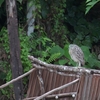 ハシブトゴイ Nankeen Night Heron