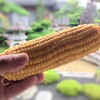 大豆の播種を終えたことと『哲学者とオオカミ』