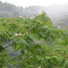 tochikoな山歩き　梅雨盛り