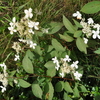 今年の山の花を振り返る(平盛山)