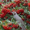 ピラカンサ食堂