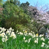 桜を見に。　館山城　城山公園。