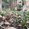 世界遺産上賀茂神社の葵の森の早春